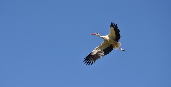 Haaglanden, vogel