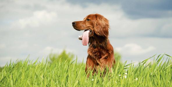 Hond in de natuur