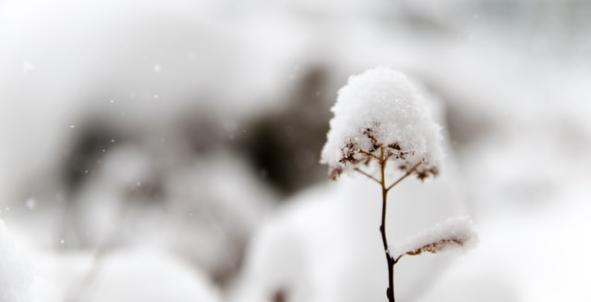 Bloem in sneeuw