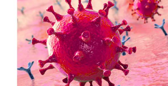 Corona virus receptor