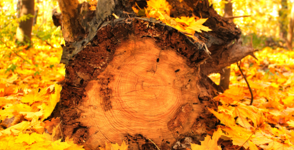 Foto omgevallen boomstam met herfstbladeren
