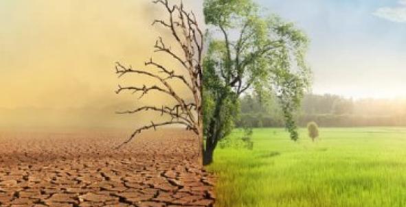 Verdorde en groene boom