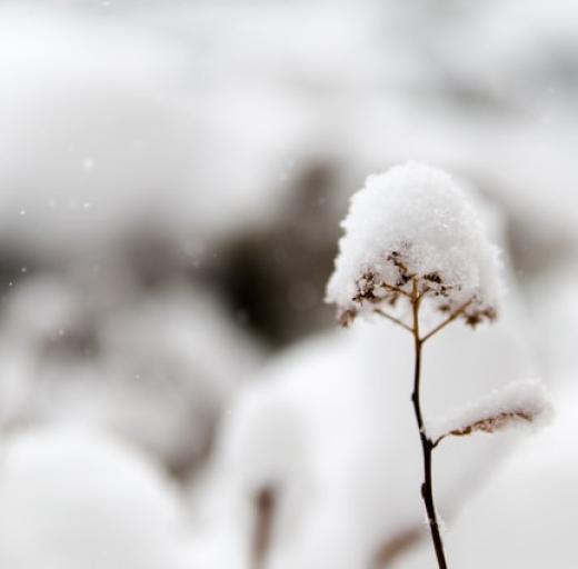 Bloem in sneeuw