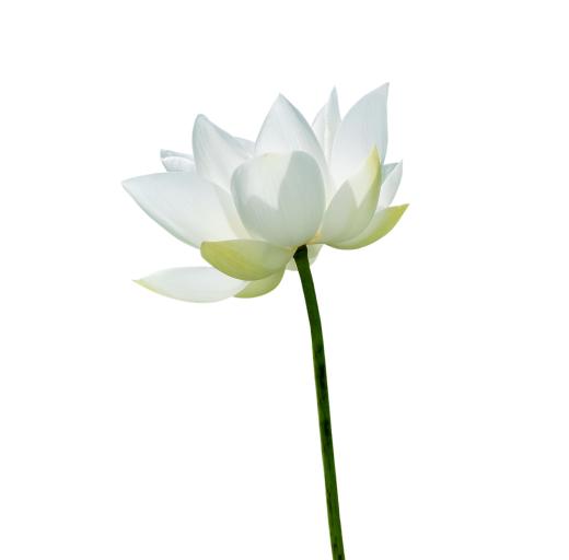 Witte lotusbloem, rust, loop niet door met stress