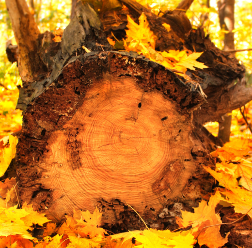 Foto omgevallen boomstam met herfstbladeren