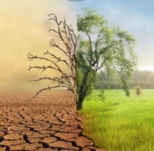 Verdorde en groene boom