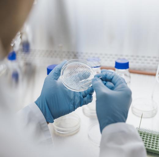 laboratorium kweekschaal stamcel onderzoek