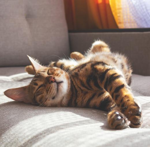 De huidschilfers van een kat kunnen een allergische reactie oproepen