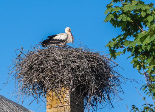 Ooievaar op ongebruikte schoorsteen