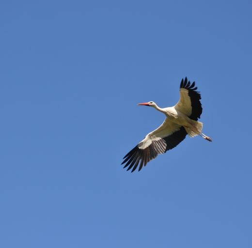 Haaglanden, vogel