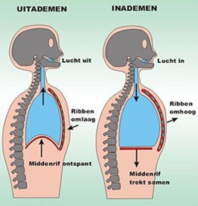 Uitademen en inademen